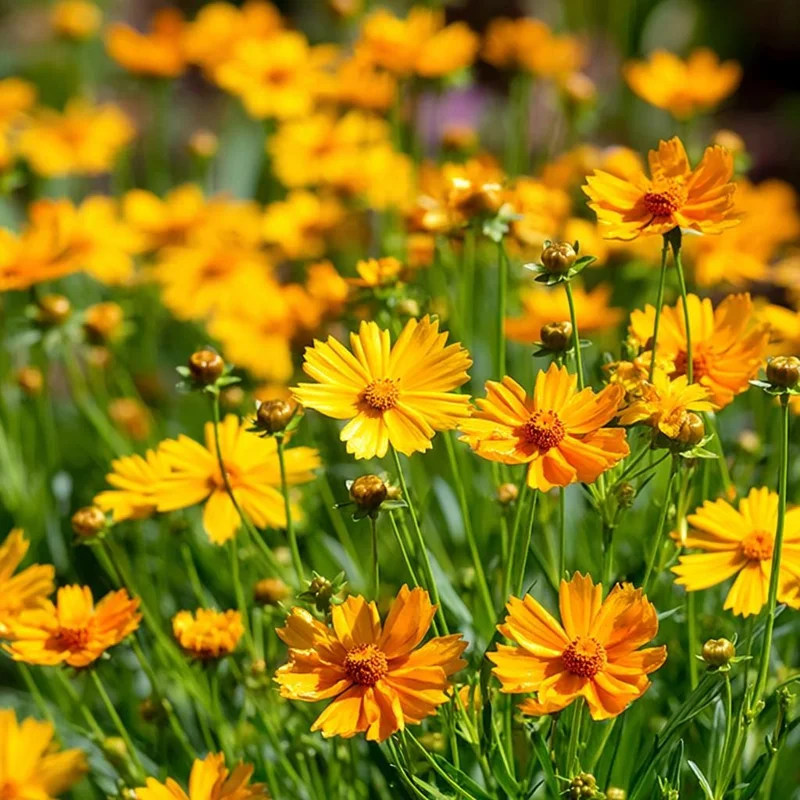 Coreopsis Lanceolata Seeds – 200 Dwarf Golden-Yellow Blooms Perennial - Image 1