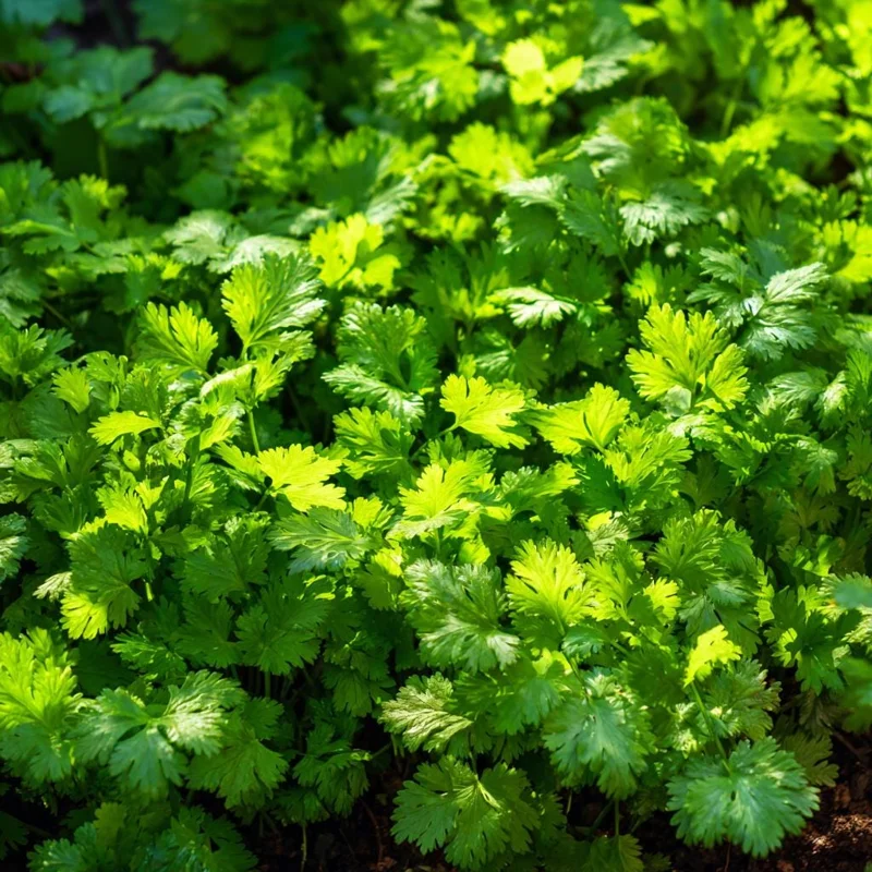 Coriander Cilantro Seeds - Bolt-Resistant Herb, 70 Seeds for Leaves & Spice - Image 3