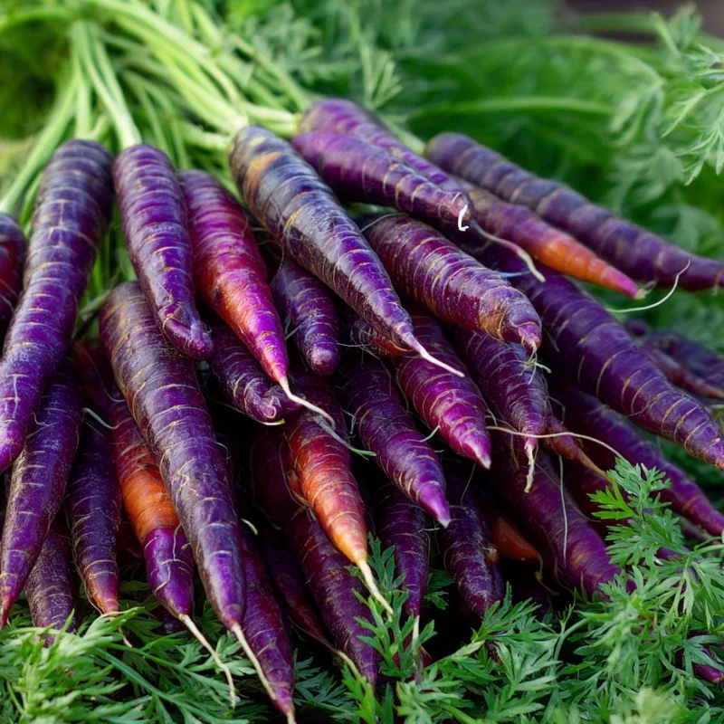 Cosmic Purple Carrot Seeds – Heirloom Variety, Sweet, 150 Seeds, Outdoor - Image 1