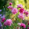 Cosmos Seeds - Double Click Rose Bonbon Pink Blooms (25 Seeds) - Annual Flower - Image 1