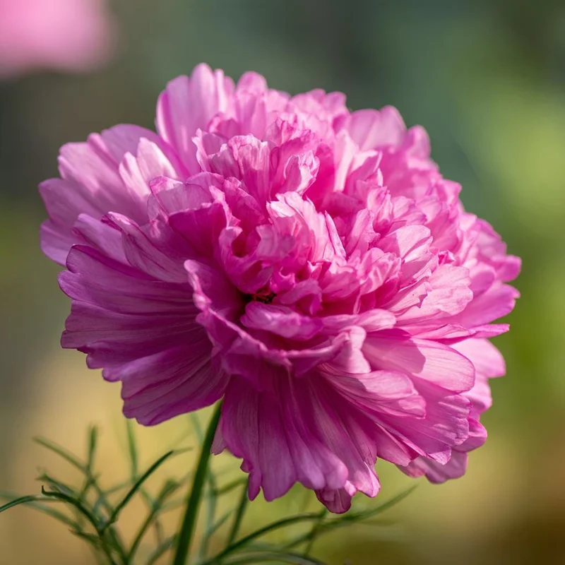Cosmos Seeds - Double Click Rose Bonbon Pink Blooms (25 Seeds) - Annual Flower - Image 3