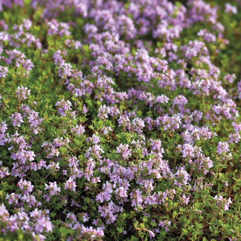 Creeping Thyme Seeds – 250 Seeds – Fragrant Ground Cover – Pollinator Friendly - Image 2