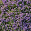 Creeping Thyme Seeds – 250 Seeds – Fragrant Ground Cover – Pollinator Friendly - Image 1