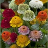 Crested Petal Zinnia Seeds - 25 Seeds, Ruffled Crown Blooms, Tall Stems - Image 1