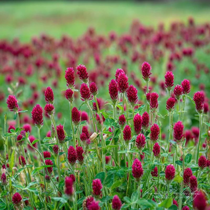 Crimson Clover Seeds - 1000 Count, Vibrant Red Blooms, Cover Crop, Pollinator Magnet, Soil Enricher - Image 2
