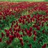 Crimson Clover Seeds - 1000 Count, Vibrant Red Blooms, Cover Crop, Pollinator Magnet, Soil Enricher - Image 1