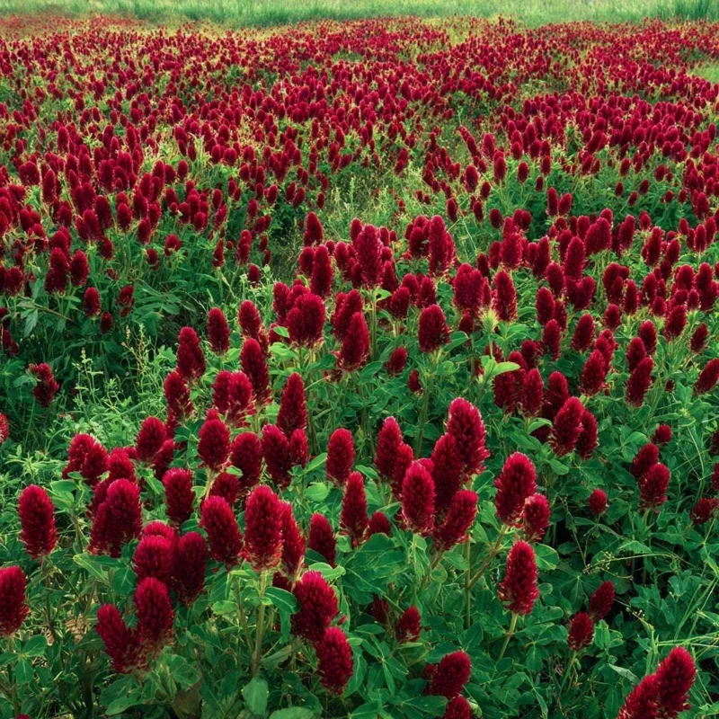 Crimson Clover Seeds - 1000 Count, Vibrant Red Blooms, Cover Crop, Pollinator Magnet, Soil Enricher - Image 1