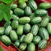 Cucamelon Mouse Melon Seeds 10 Count - Unique Mini Cucumber-Like Fruits - Image 1
