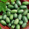 Cucamelon Mouse Melon Seeds - 10 Seeds - Unique Mini Cucumber-Like Fruits - Image 1
