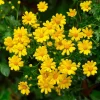 Dahlberg Daisy Seeds - Bright Yellow Blooms, 300 Seeds, Wildflower - Image 1