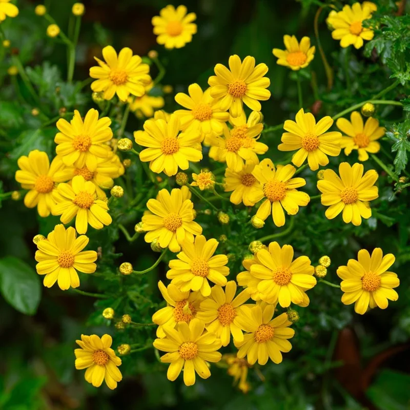 Dahlberg Daisy Seeds - Bright Yellow Blooms, 300 Seeds, Wildflower - Image 1
