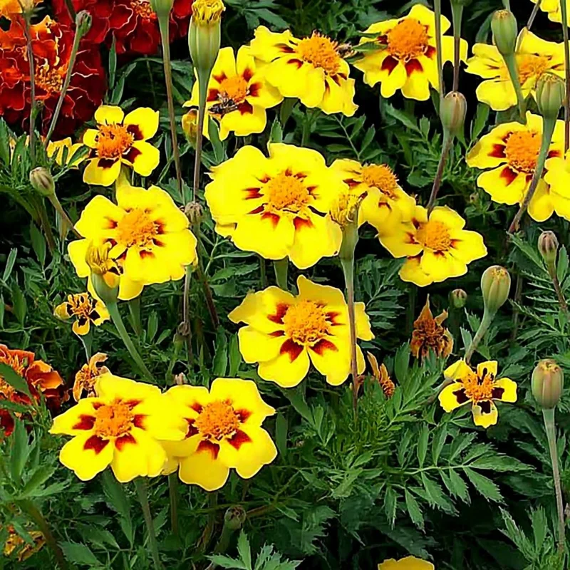Dainty Marietta French Marigold Seeds - 200 Count - Compact Bright Blooms - Outdoor - Image 2