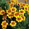 Dainty Marietta French Marigold Seeds - 200 Count - Compact Bright Blooms - Outdoor - Image 1