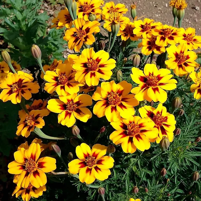Dainty Marietta French Marigold Seeds - 200 Count - Compact Bright Blooms - Outdoor - Image 1