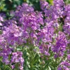 Dames Rocket Seeds 300 Count - Heirloom Hesperis matronalis for Gardens & Pollinators - Image 1