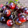 Dancing with Smurfs Cherry Tomato Seeds | Heirloom Indigo-Purple | 20 Seed Pack - Image 1