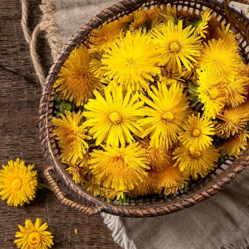 Dandelion Seeds - Taraxacum officinale - 50 Edible & Medicinal Herb Seeds - Image 2