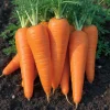 Danvers 126 Carrot Seeds - Classic Sweet Flavor, High Yield, 150 Seeds - Image 1