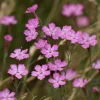 Deptford Pink Seeds - Dianthus armeria Wildflower Seeds - 100 Seeds - Pollinator Friendly - Image 1