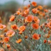 Desert Globemallow Seeds - Sphaeralcea ambigua Wildflower - 100 Seed Pack - Image 1