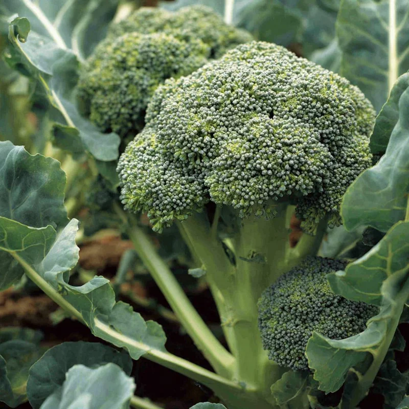 Di Cicco Broccoli Seeds - 200 Heirloom Italian Variety, Easy-to-Grow Vegetable Seeds - Image 2