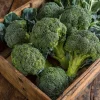 Di Cicco Broccoli Seeds - 200 Heirloom Italian Variety, Easy-to-Grow Vegetable Seeds - Image 1