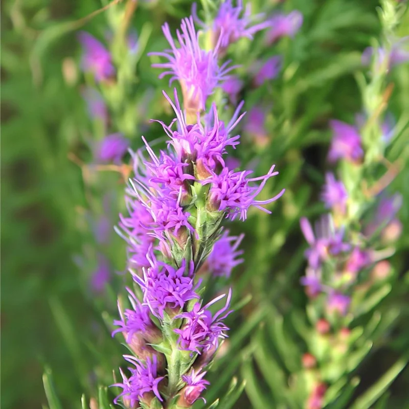 Dotted Blazing Star Seeds - Liatris punctata - 25 Seeds for Pollinators - Image 2