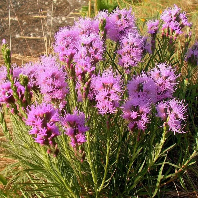 Dotted Blazing Star Seeds - Liatris punctata - 25 Seeds for Pollinators - Image 1