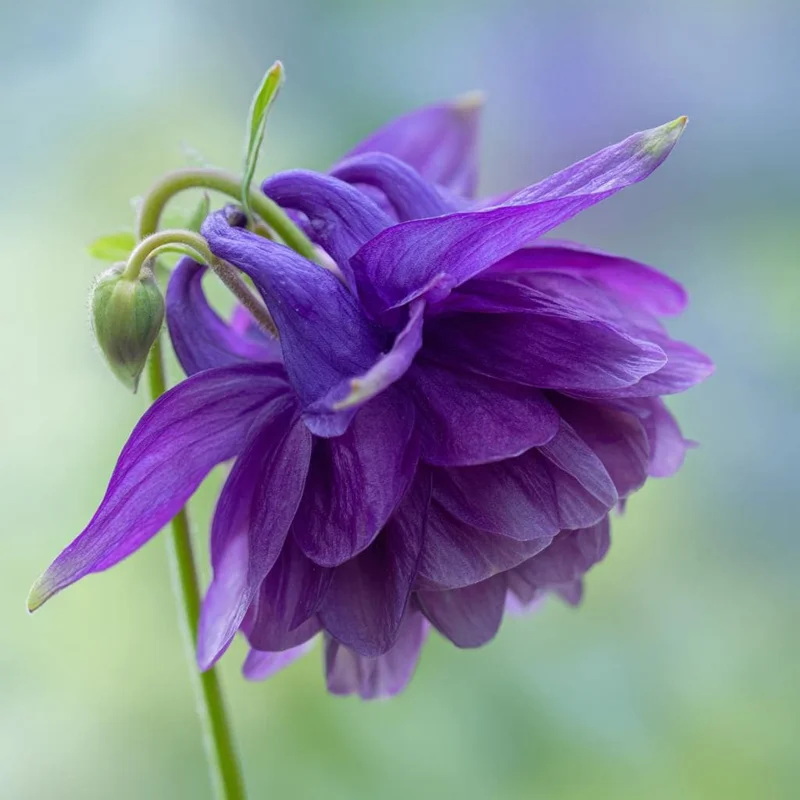 Double Mixed Columbine Seeds – Vibrant Multi-Color Flowers 100 Seeds Perennial - Image 2