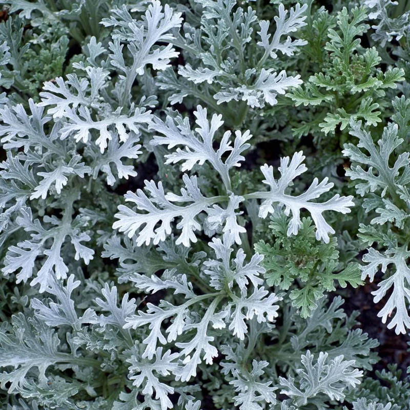 Dusty Miller Seeds - 200 Count - Silvery Foliage Ornamental Plant - Image 3
