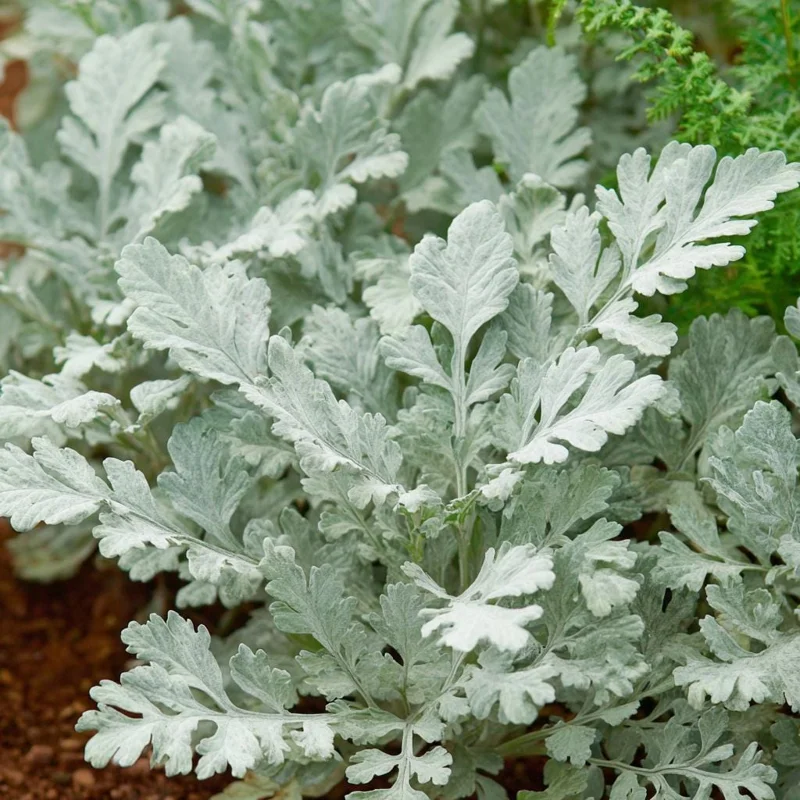 Dusty Miller Seeds - 200 Count - Silvery Foliage Ornamental Plant - Image 5