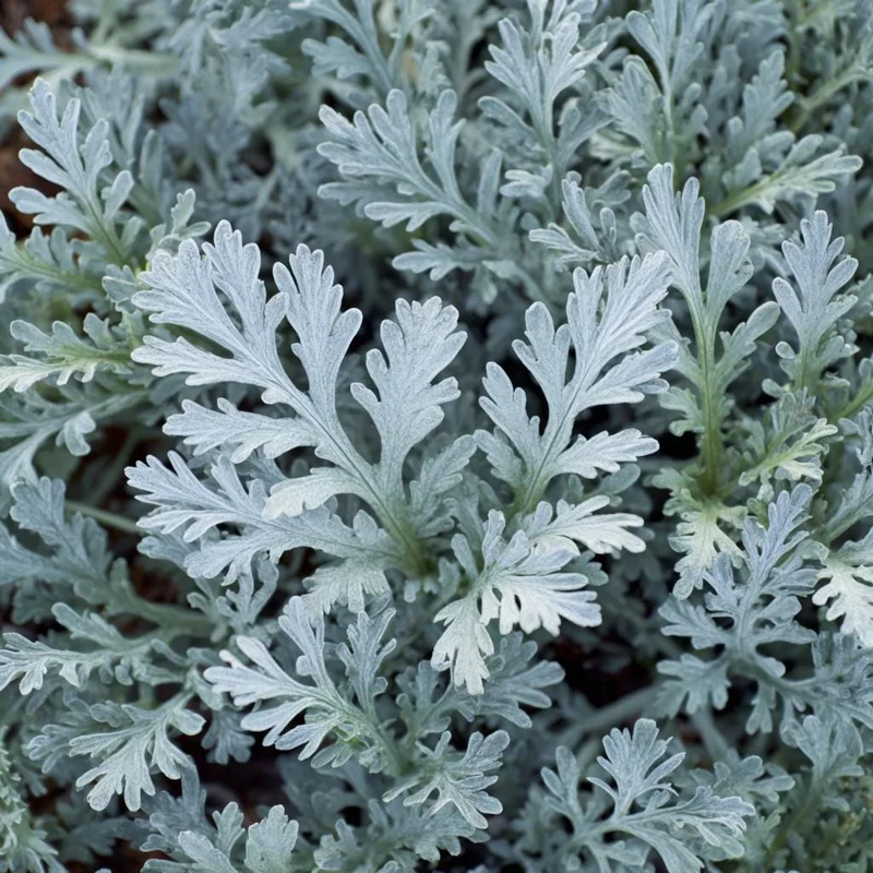 Dusty Miller Seeds - 200 Count - Silvery Foliage Ornamental Plant - Image 1