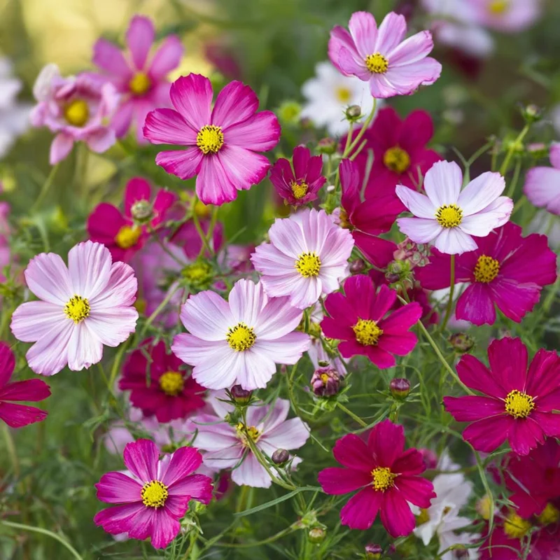 Dwarf Cosmos Seeds – Fairy Kiss Blend – 25 Seeds – Rose, Pink, White, Magenta Flowers – Outdoor - Image 2