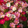 Dwarf Cosmos Seeds – Fairy Kiss Blend – 25 Seeds – Rose, Pink, White, Magenta Flowers – Outdoor - Image 1