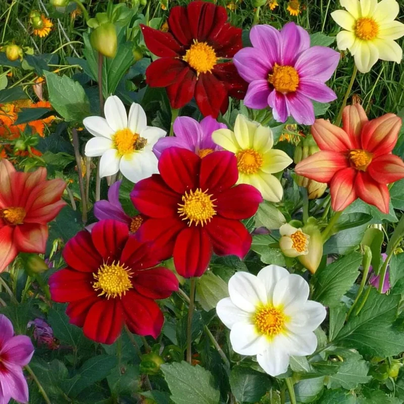 Dwarf Dahlia Seeds 50 Count - Compact Colorful Blooms for Garden & Containers - Image 2