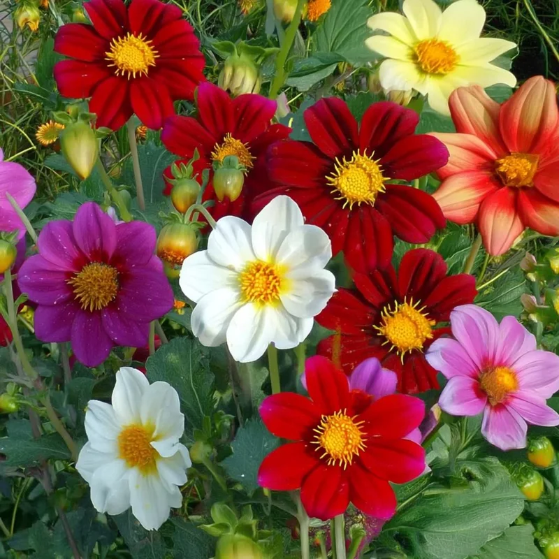 Dwarf Dahlia Seeds 50 Count - Compact Colorful Blooms for Garden & Containers - Image 1