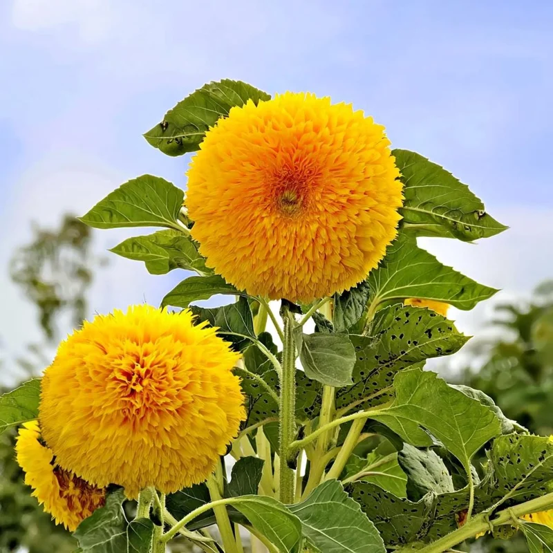 Dwarf Gold Sunflower Seeds - 30 Seeds, Compact Golden Blooms, Full Sun - Image 2