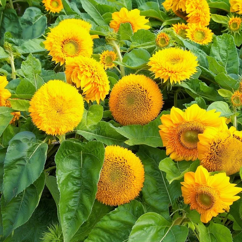 Dwarf Gold Sunflower Seeds - 30 Seeds, Compact Golden Blooms, Full Sun - Image 3