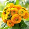 Dwarf Gold Sunflower Seeds - 30 Seeds, Compact Golden Blooms, Full Sun - Image 1