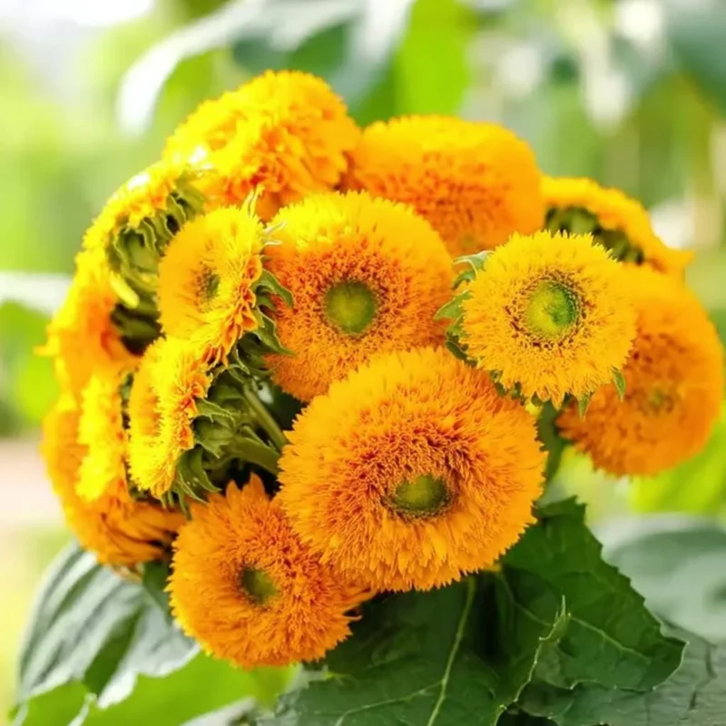 Dwarf Gold Sunflower Seeds - 30 Seeds, Compact Golden Blooms, Full Sun - Image 1