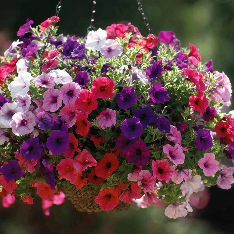 Dwarf Petunia Seed Mix - 250 Seeds - Compact Colorful Blooms - Annual Flower Seeds - Image 3
