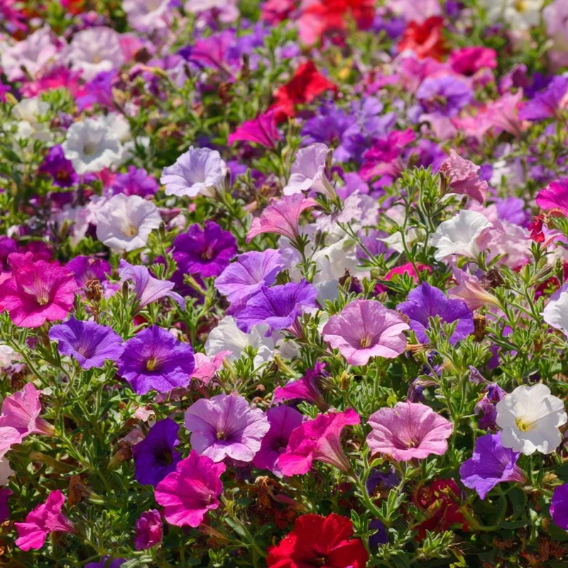 Dwarf Petunia Seed Mix - 250 Seeds - Compact Colorful Blooms - Annual Flower Seeds - Image 4
