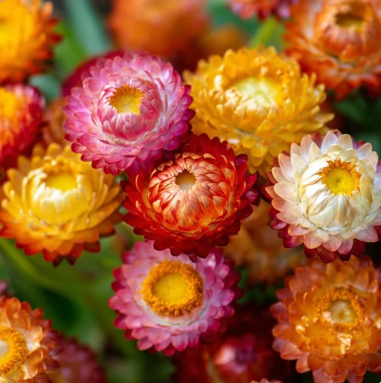 Dwarf Strawflower Seeds Mix - Helichrysum Bracteatum - 300 Seeds - Image 2