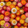 Dwarf Strawflower Seeds Mix - Helichrysum Bracteatum - 300 Seeds - Image 1