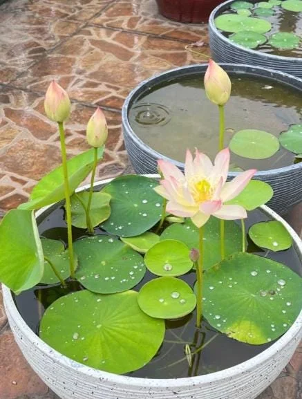 Edible Lotus Seeds Mix – Grow Your Own Aquatic Plants – 5 Seeds - Image 2