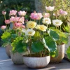 Edible Lotus Seeds Mix – Grow Your Own Aquatic Plants – 5 Seeds - Image 1
