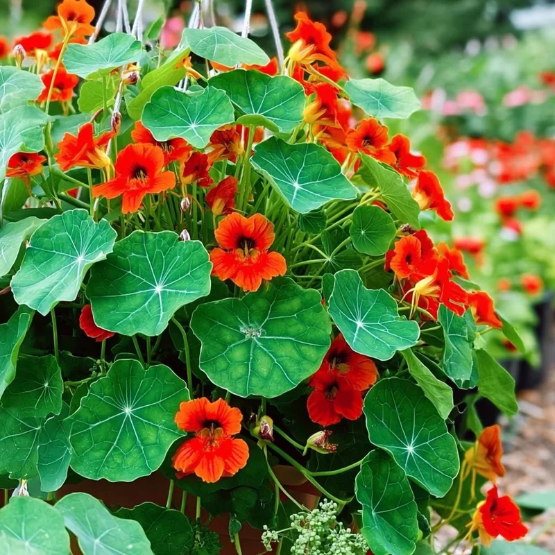 Empress of India Nasturtium Seeds - Deep Red Edible Flowers - 25 Seeds Annual - Image 2