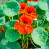 Empress of India Nasturtium Seeds - Deep Red Edible Flowers - 25 Seeds Annual - Image 1