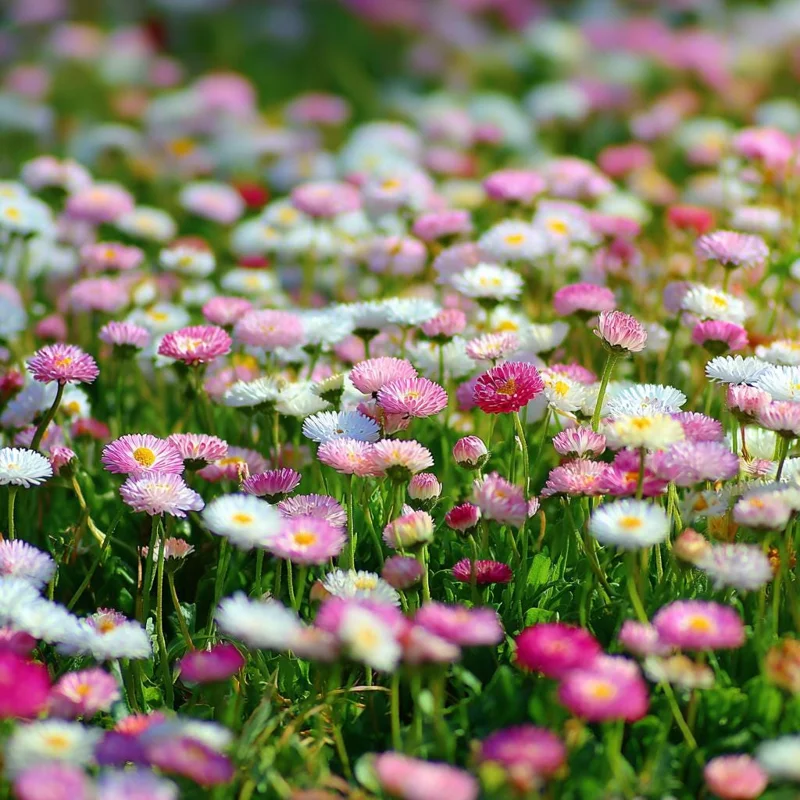 English Daisy Seeds – Bellis perennis Flower Seeds – 300 Count – Pollinator Friendly - Image 2