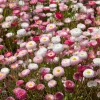 English Daisy Seeds – Bellis perennis Flower Seeds – 300 Count – Pollinator Friendly - Image 1
